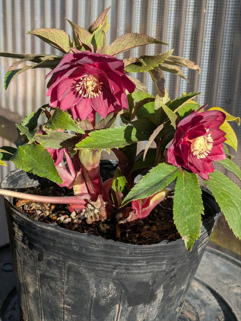 広瀬園芸 クリスマスローズ ★極上ベルベットレッドdd★