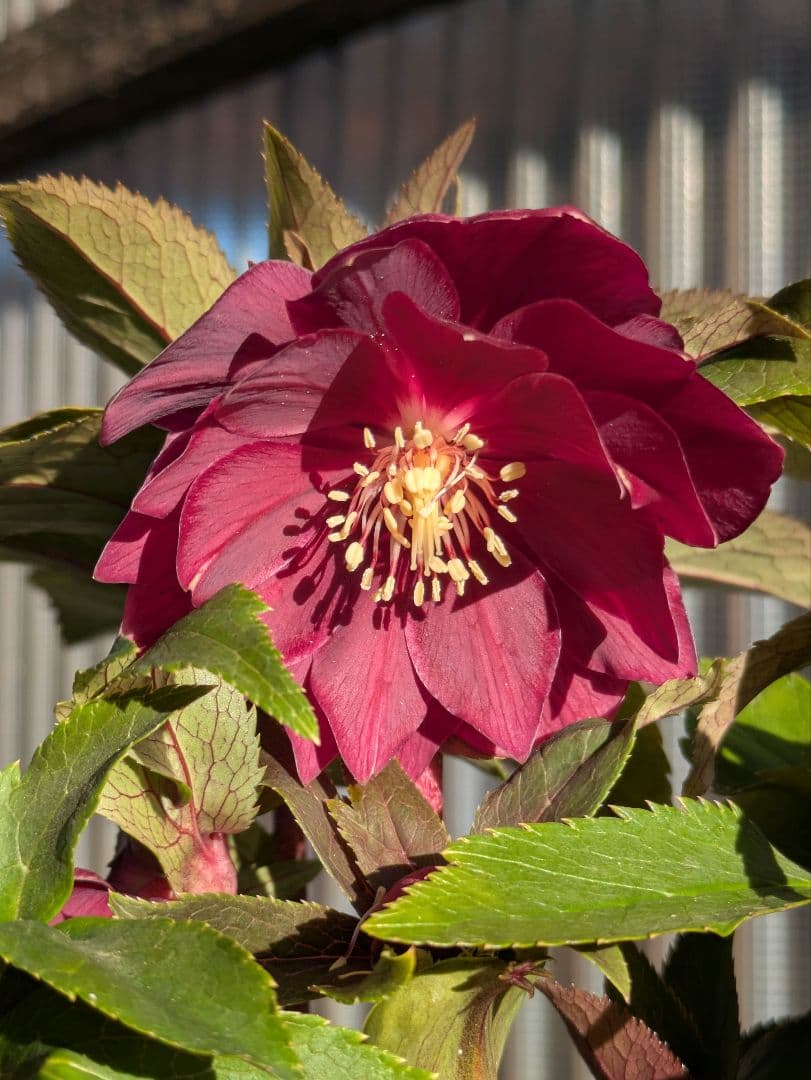 広瀬園芸 クリスマスローズ ★極上ベルベットレッドdd★