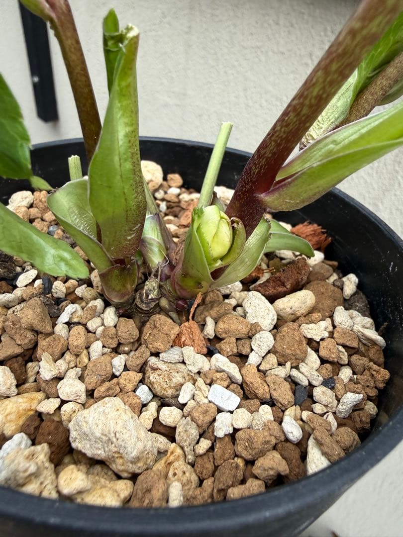 ヒ*イ様 ■かすり桜利休風■ 今季株分け クリスマスローズ