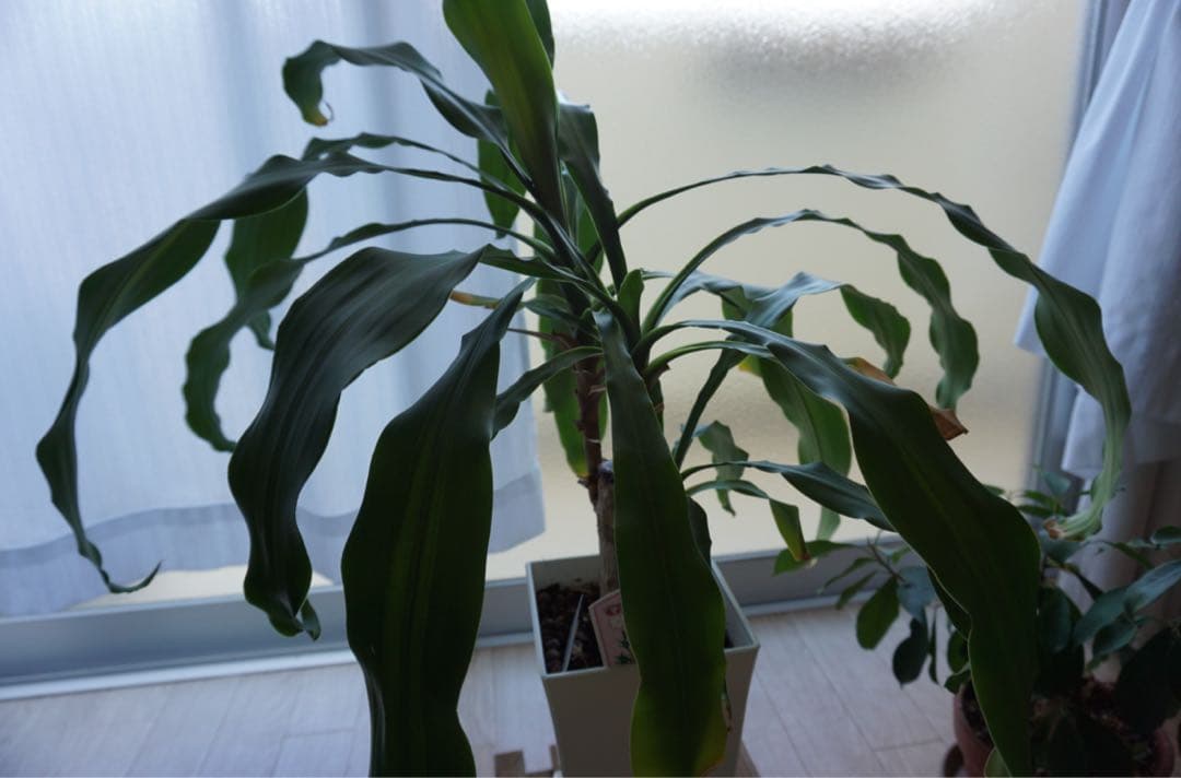 SONY ミラーレス一眼カメラ ホワイト 16-50mmレンズ　α5100