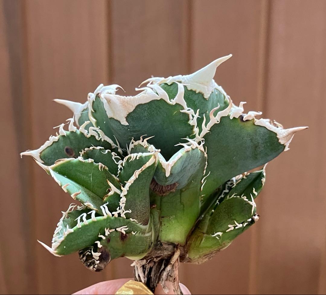 Y*i様 【初売りオークション】59 特選　子株2株付き　アガベ　チタノタ　白豪