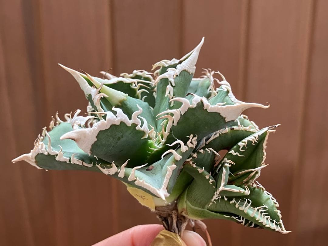 Y*i様 【初売りオークション】59 特選　子株2株付き　アガベ　チタノタ　白豪