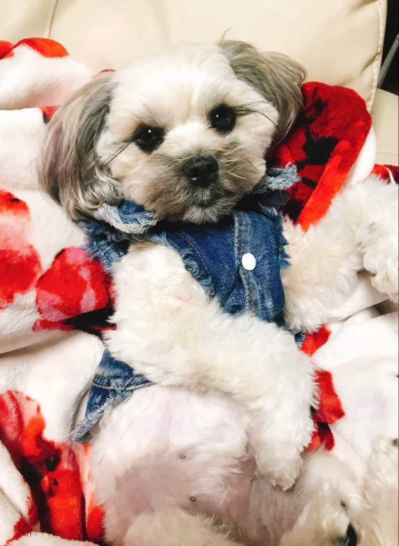 クロコダイルレザー 携帯ケース　ihone14plus ihoneケース