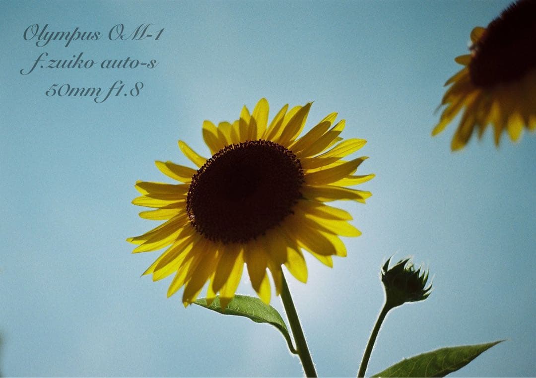 ★完動品＊美品＊初期保証★OM-1 &レンズf1.8★リザード本革外装★作例多数