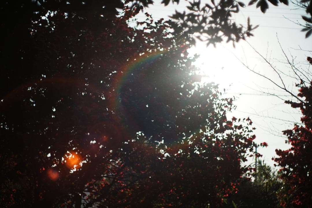 【整備テスト】オリンパス Zuiko Auto-S 40mm F1.4 996