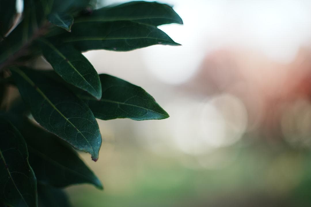 【整備テスト】オリンパス Zuiko Auto-S 40mm F1.4 996