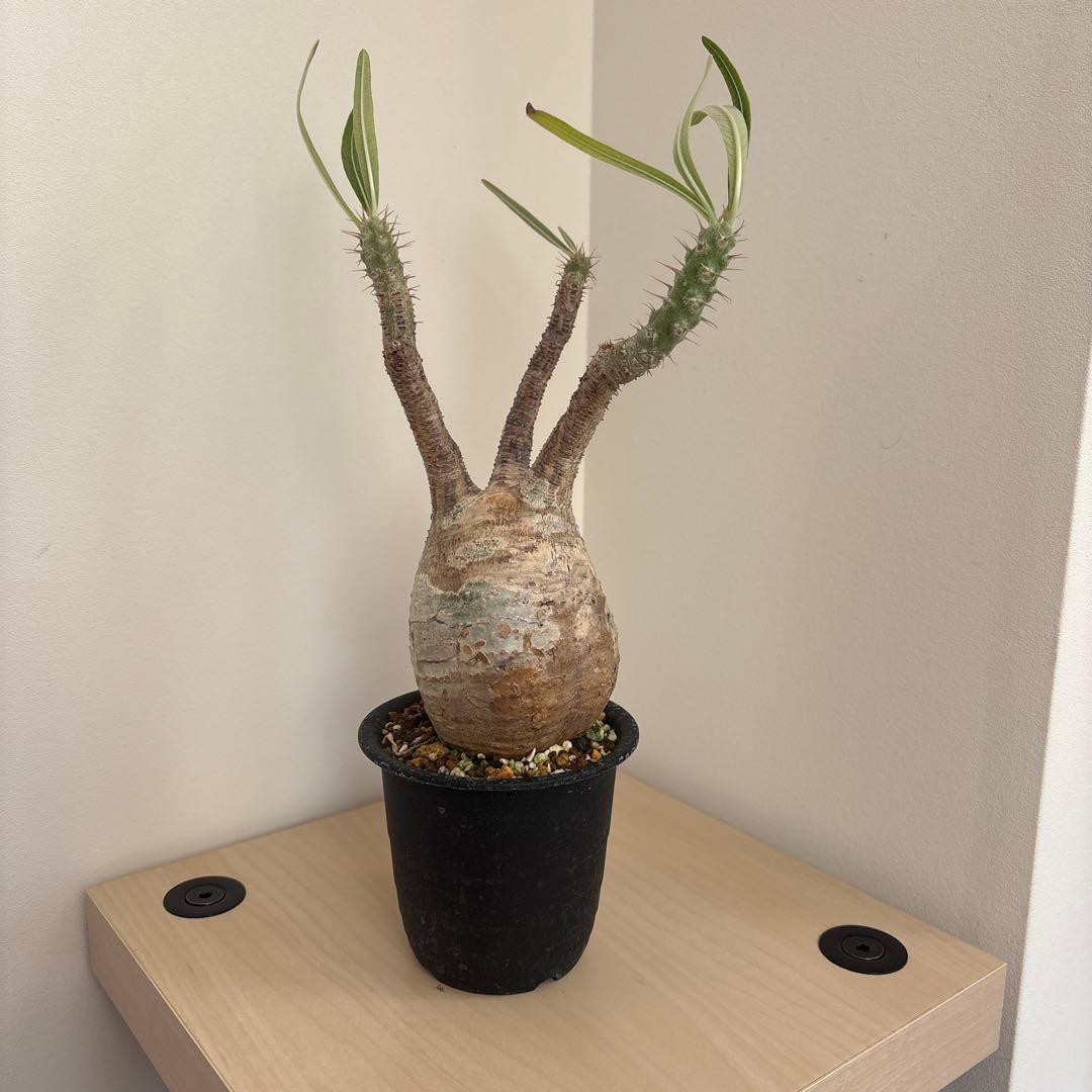 ［最終お値下げ］グラキリス　現地球　発根済み