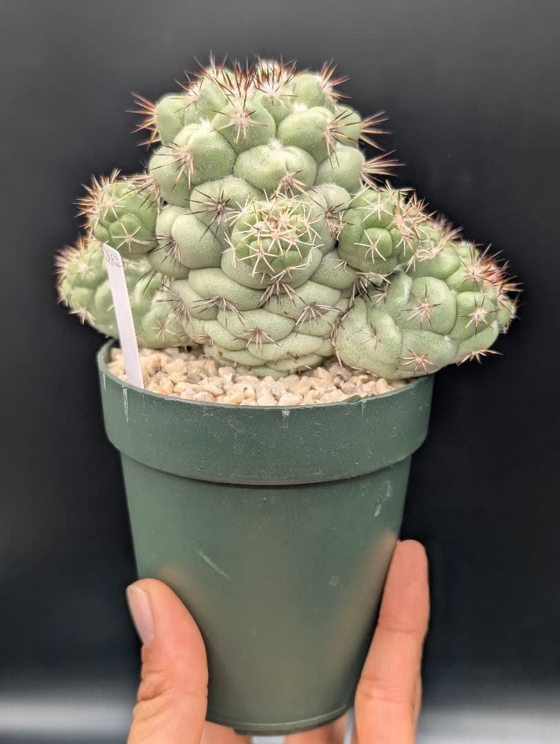 M*X様 オルテゴカクタス マクドガリー 国内実生 鉢植え メルカリ便送料込み