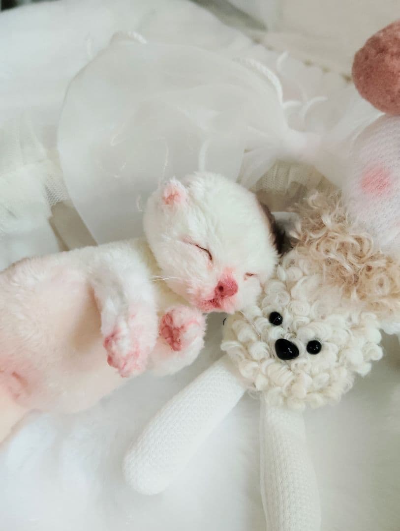 生後１日❤生まれたての子猫ちゃん♡バスケットとクマたん♡アートドール♡ぬいぐるみ