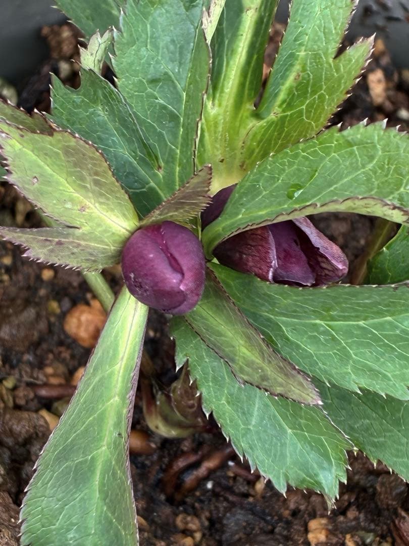 の*ん様 ☘️蕾付き☘️3368⭐️ダーク　クレオパトラ⭐️広瀬園芸⭐️