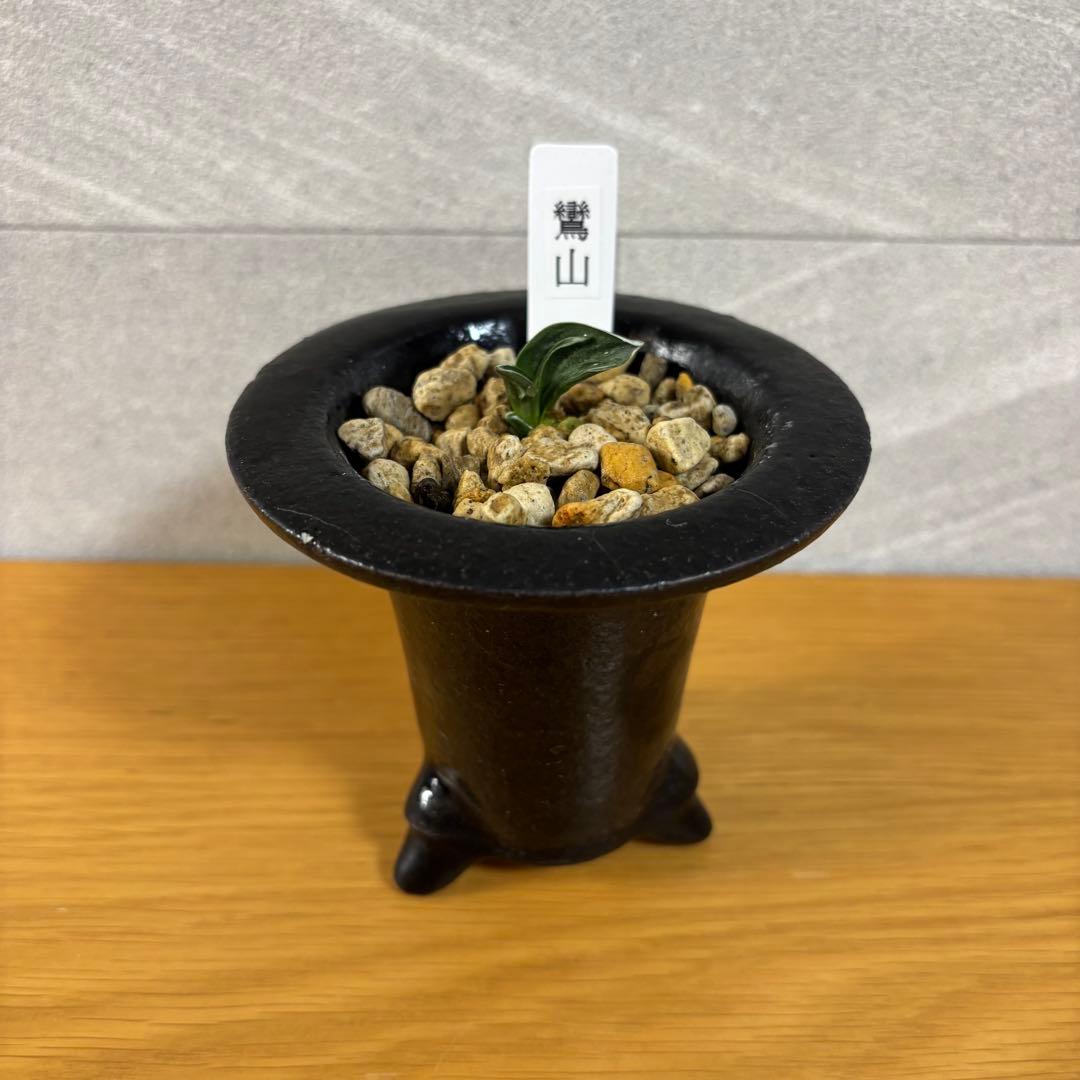 万年青　鸞山　羅紗系　金文字　芋吹き　おもと　鉢付き