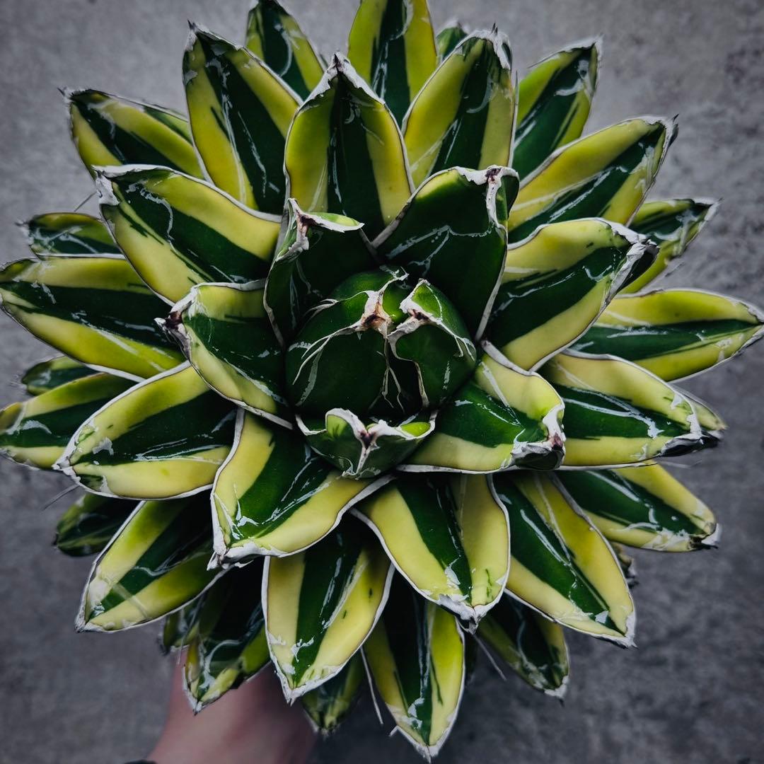 河*徹様 多肉植物・アガベ•笹の雪の黄覆輪•輝山・美しい斑入り　大株W24cm