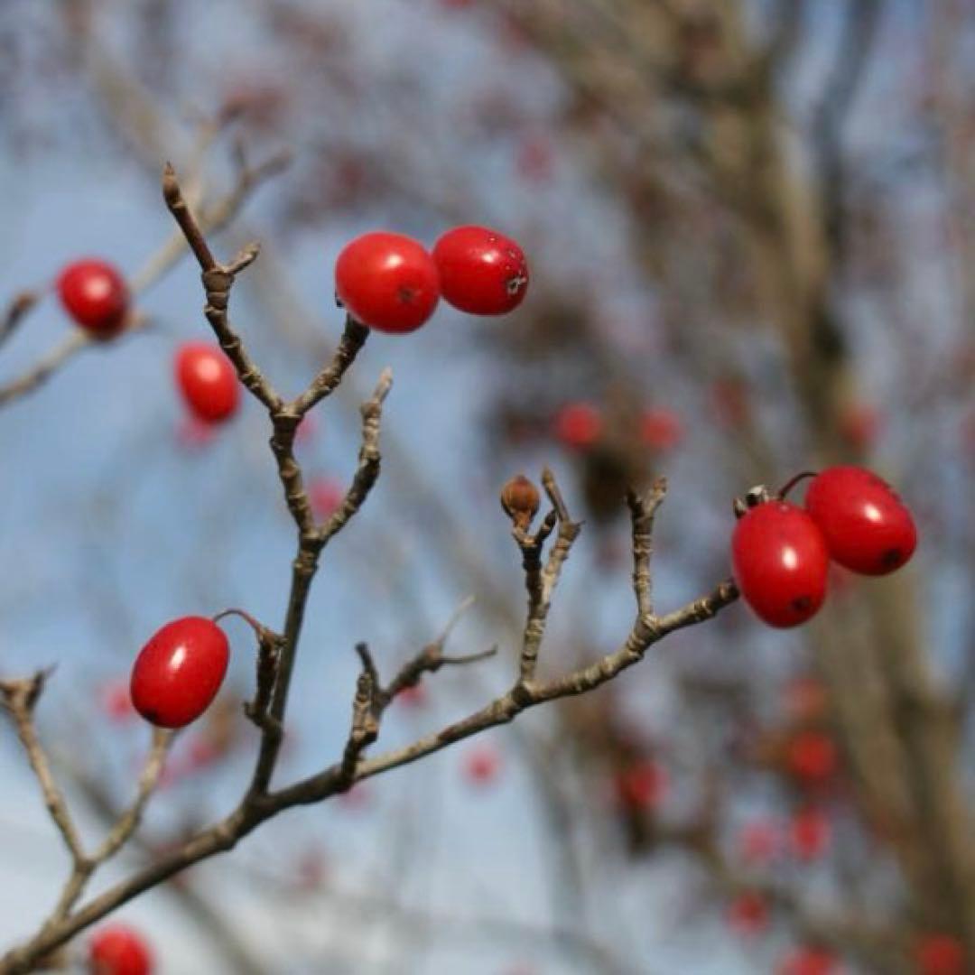 【試写済】Nikon Ai NIKKOR 24mm F2