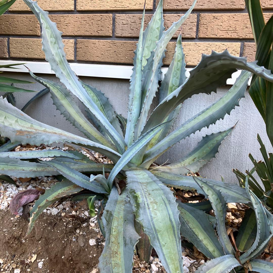 専用　アガベ アメリカーナエクスパンサパリーダ　キシロナカンサ　セット