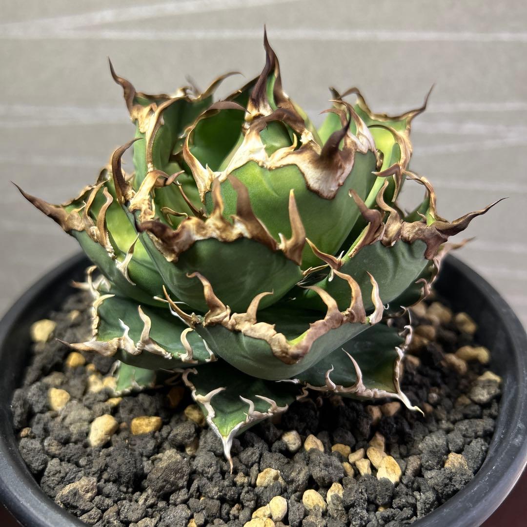 し*こ様 アガベチタノタ　シーザー凱旋　極上中株