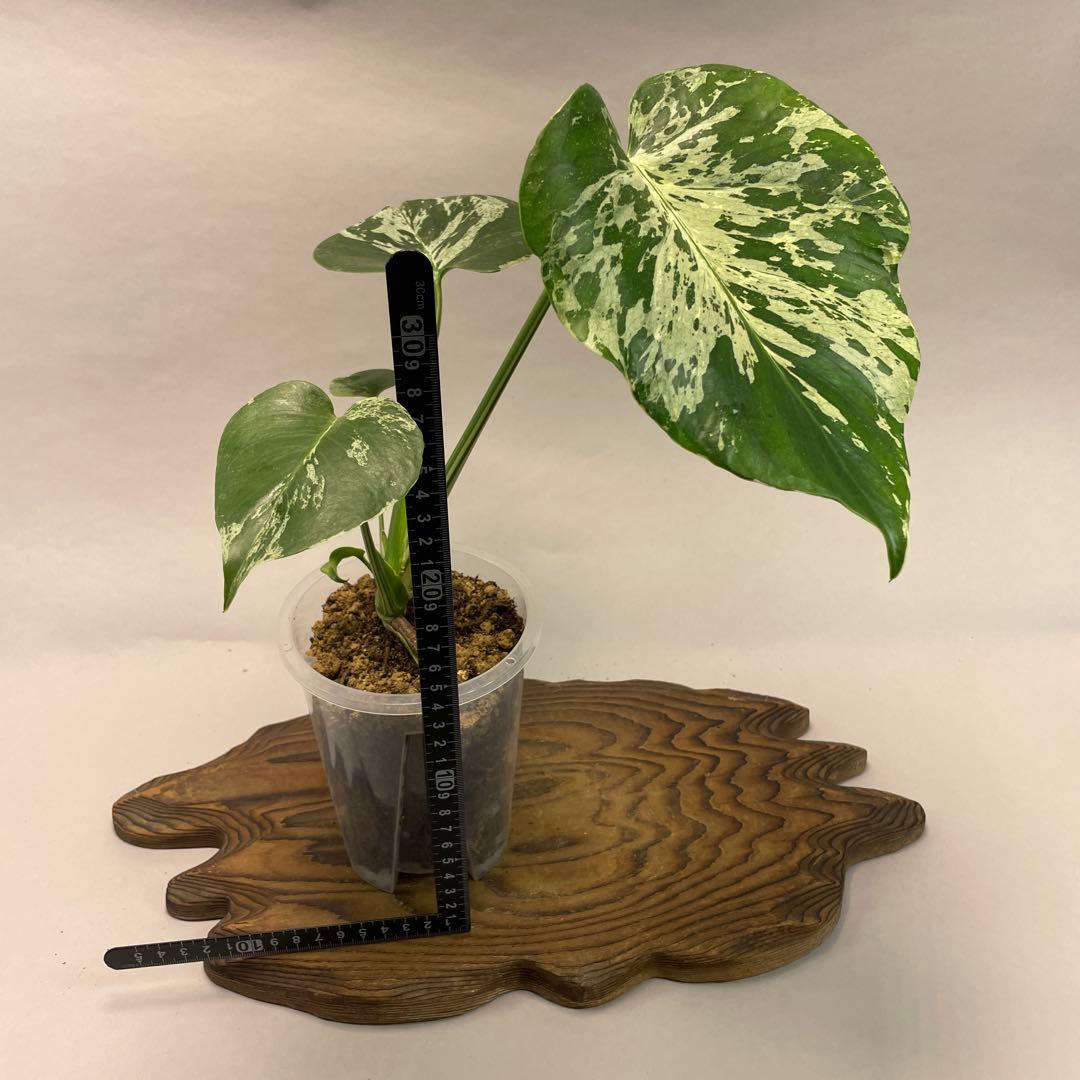 わ*ち様 L020品種保証！Bulbasaurモンステラ・フシギダネ　順化済み