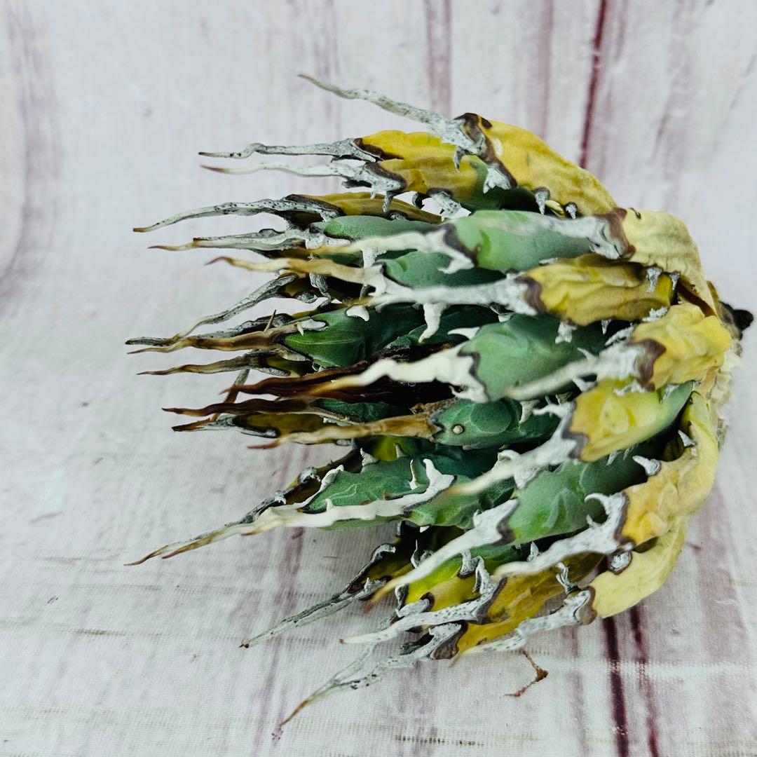 785 アガベ ユタエンシス エボリスピナ 陽炎