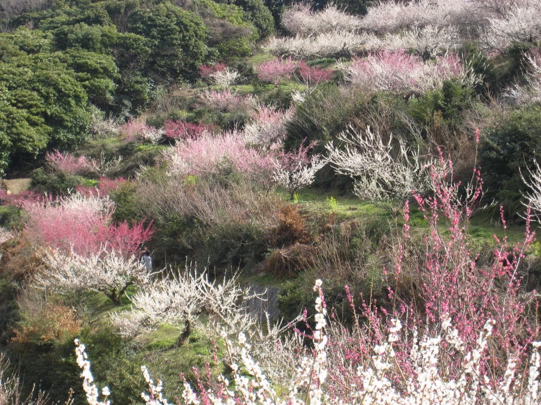 【動作確認済】Canon IXY Digital 300a