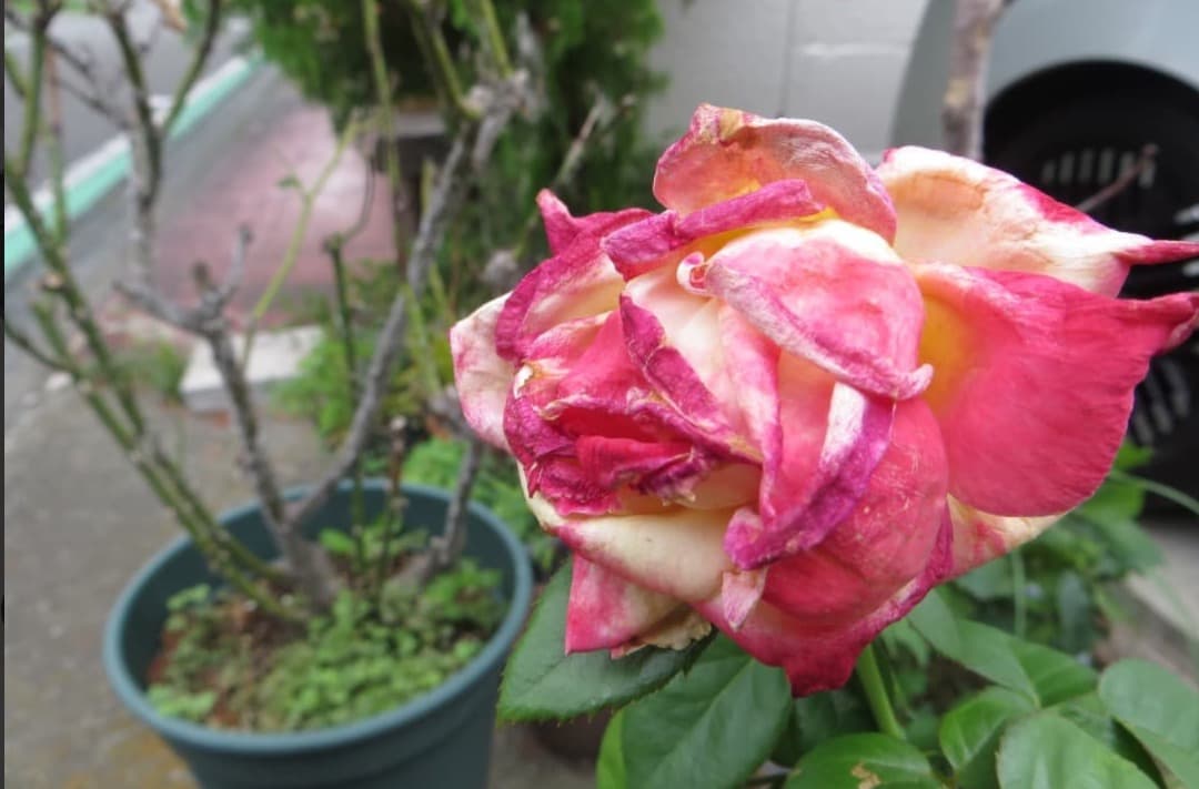 実写美⭕️【動作確認済】Canon PowerShot SX260HS