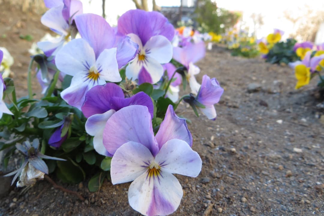 実写美⭕️【動作確認済】Canon PowerShot SX260HS