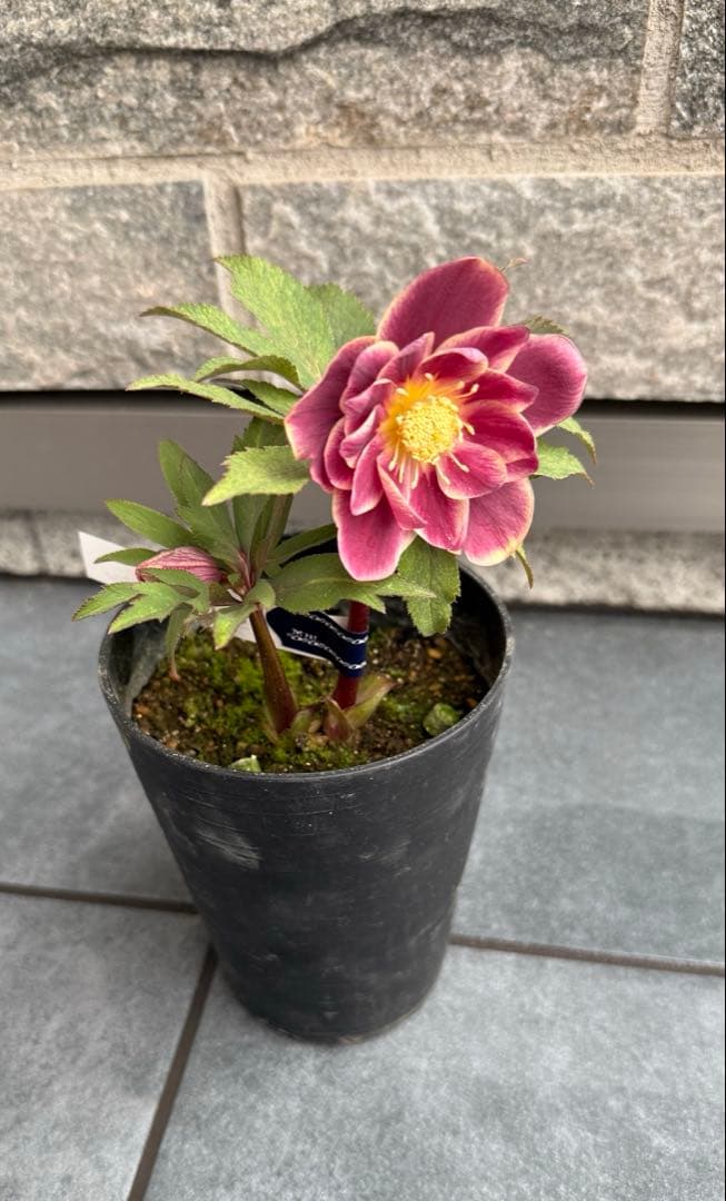 ま*い様 希少‼︎広瀬園芸【斑入りソレイユ】開花株