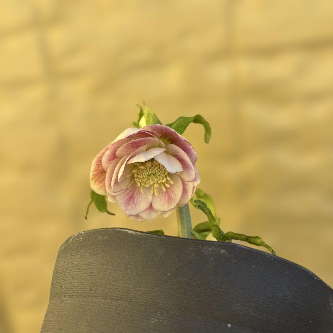 広瀬園芸　リバーシブルグラデーションピンク　クリスマスローズ　開花株　現品