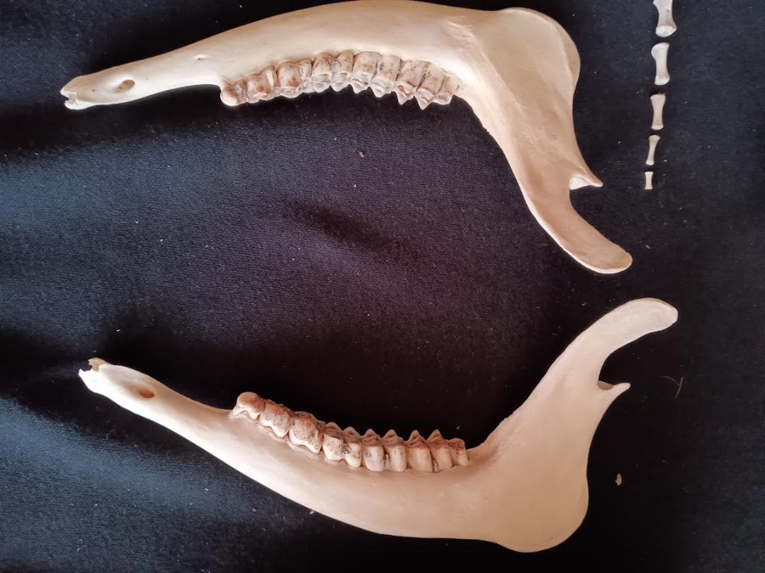 お買い得　DIY組み立て用　種名ニホンジカ　♀　３６Kg　頭骨～尾椎