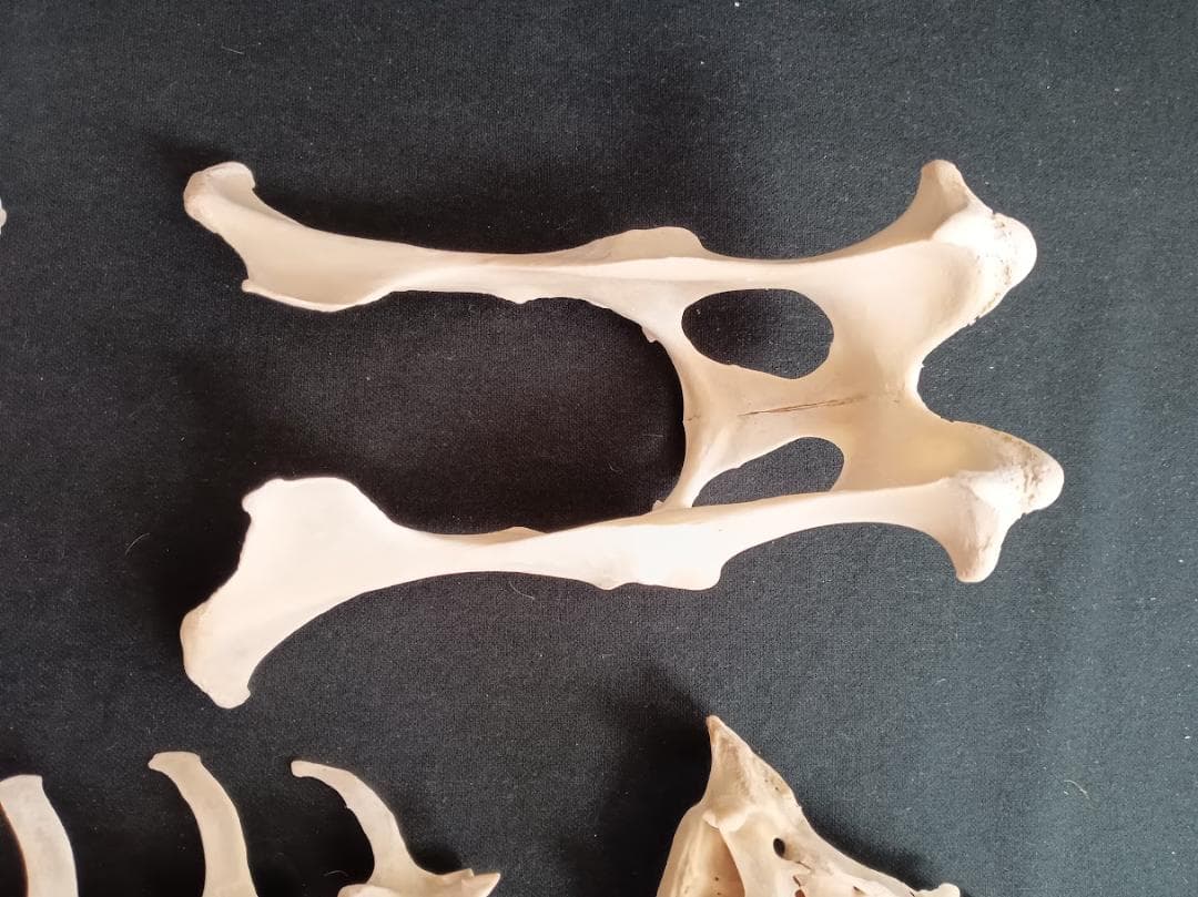 お買い得　DIY組み立て用　種名ニホンジカ　♀　３６Kg　頭骨～尾椎