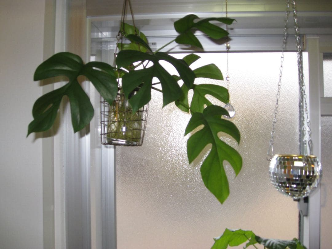 Canon IXY digital8.0 MEGAPIXELS 動作確認済み