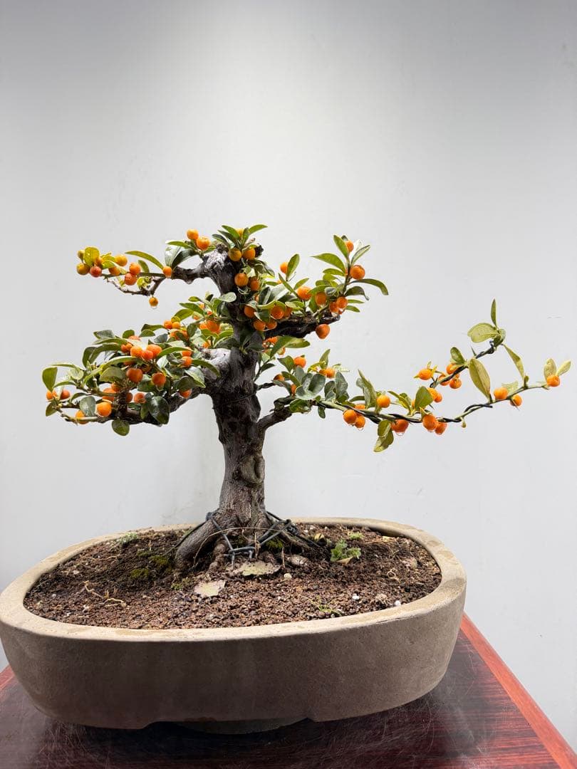 【ガチ盆栽】金豆　キンズ　激古