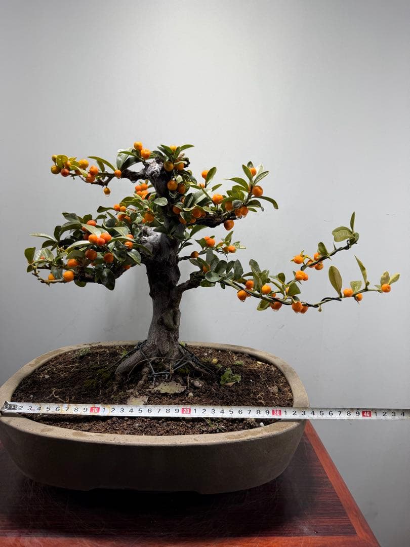 【ガチ盆栽】金豆　キンズ　激古