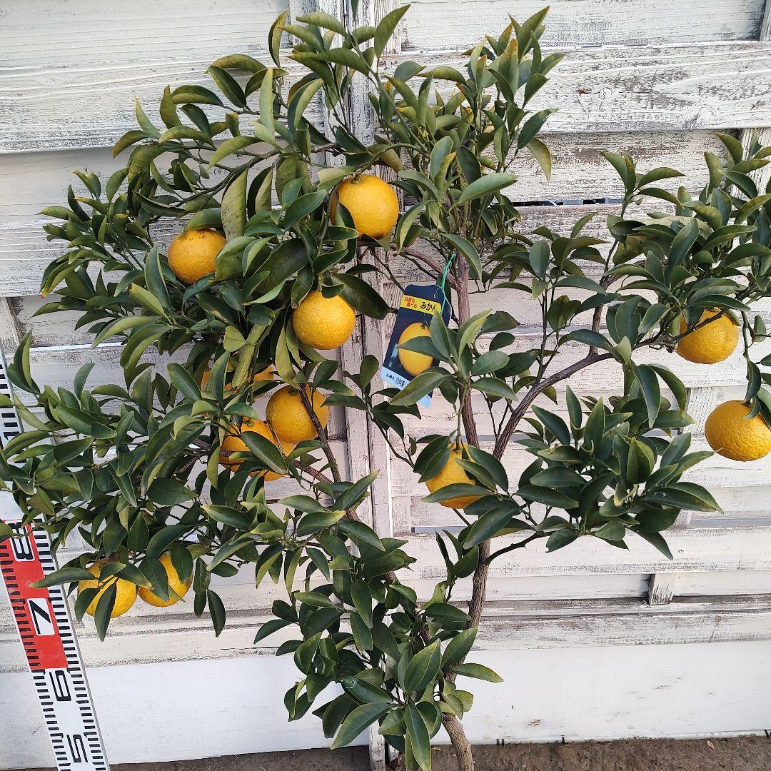 日向夏 ニューサマーオレンジ 5年生 苗木