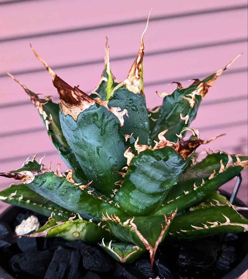 アガベ　チタノタ　「レジェンド」（やや大きめ発根管理中）