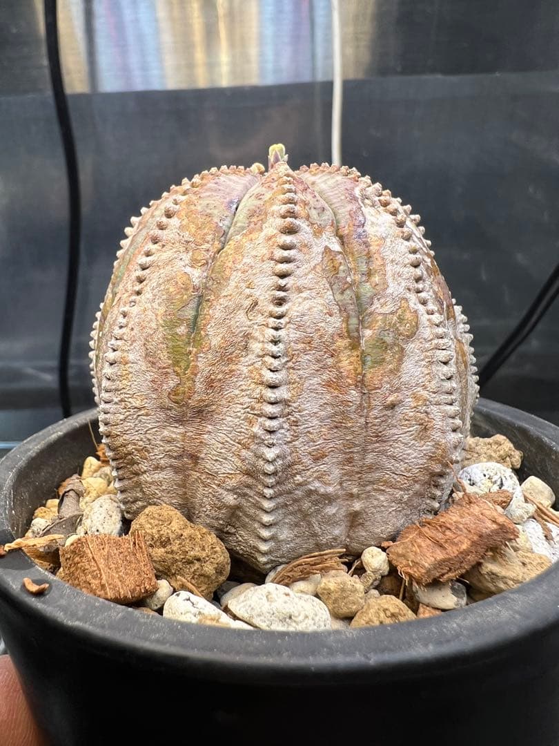 ユーフォルビア オベサ オールド 木質化