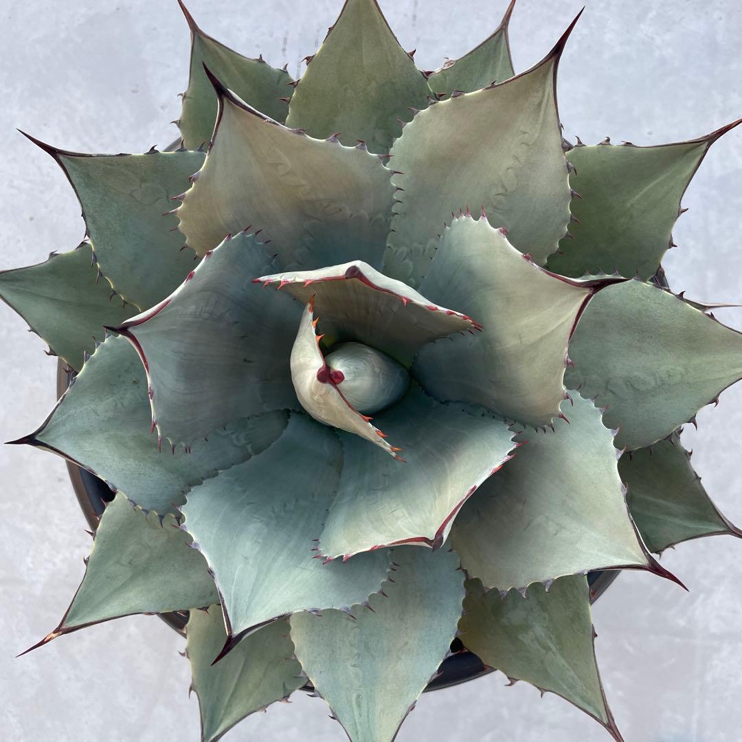 アガベ パリー トランカータ　パリーパリー 直径約35cm