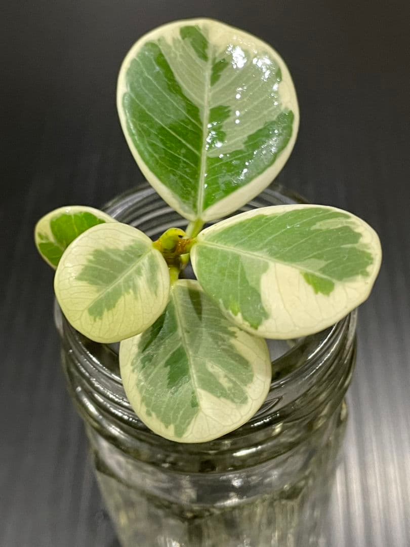 パンダガジュマル斑入りカット