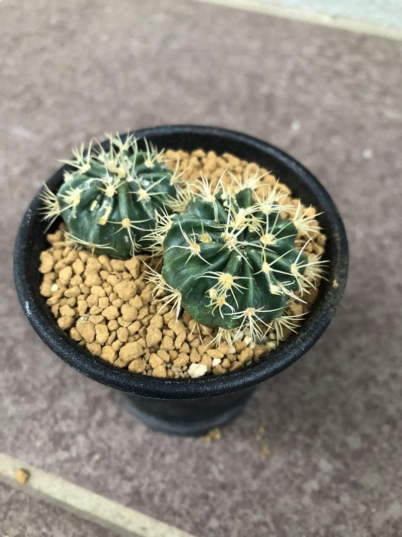 綾波モンストローサ⭐︎実生②サボテン