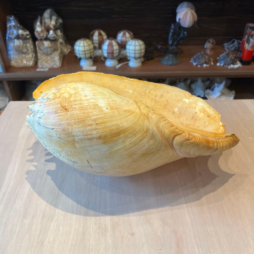 は*ん様 激レア　巨大　オーストラリア産　イナズマツノヤシ