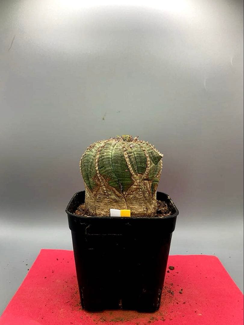 《3号WY》ユーフォルビア　オールド　オベサ　雌株