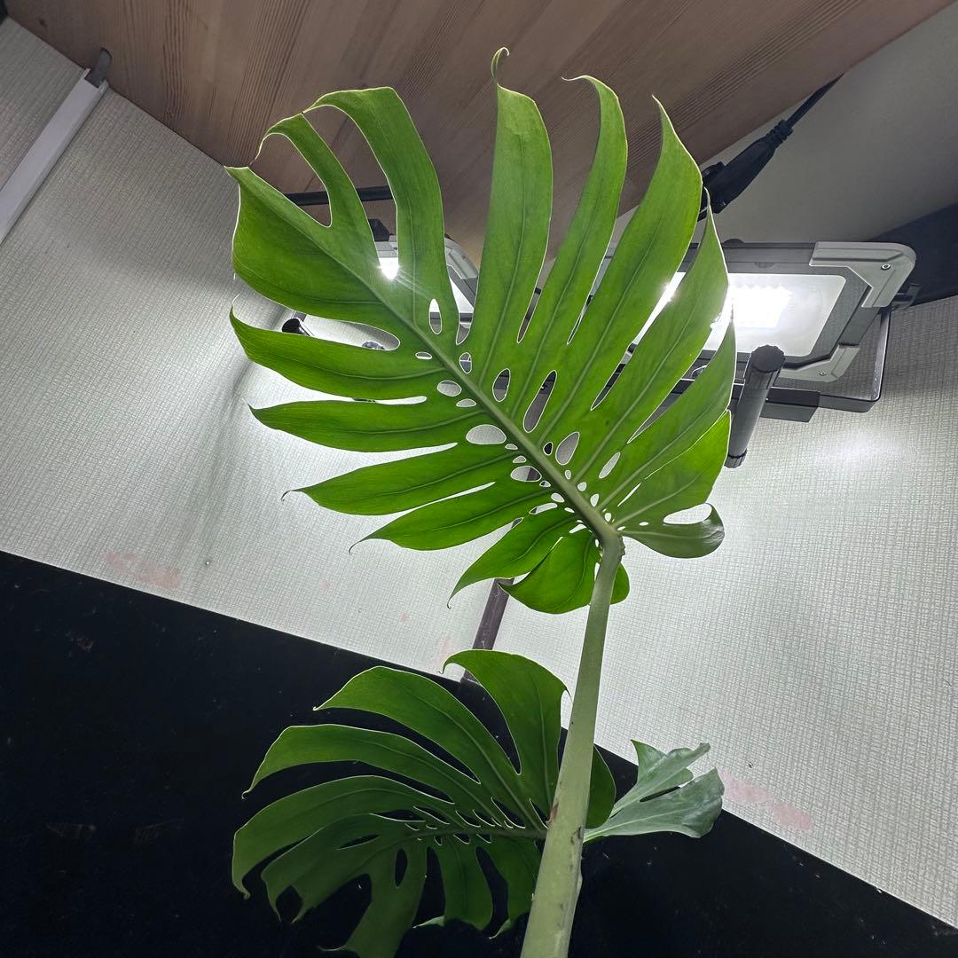 A*】様 モンステラデリシオーサマクロコズム超希少系統鉢植え64㎝