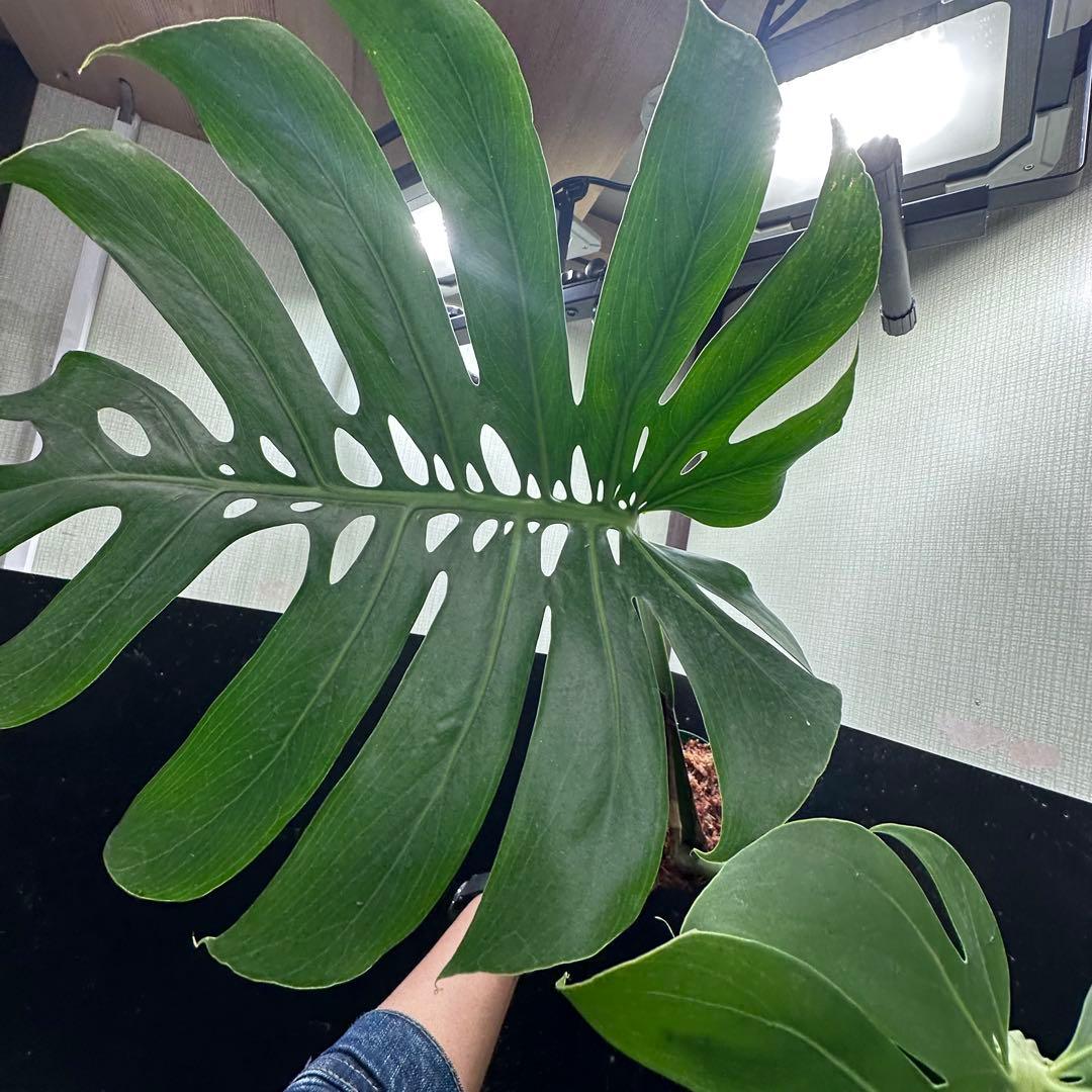 A*】様 モンステラデリシオーサマクロコズム超希少系統鉢植え64㎝