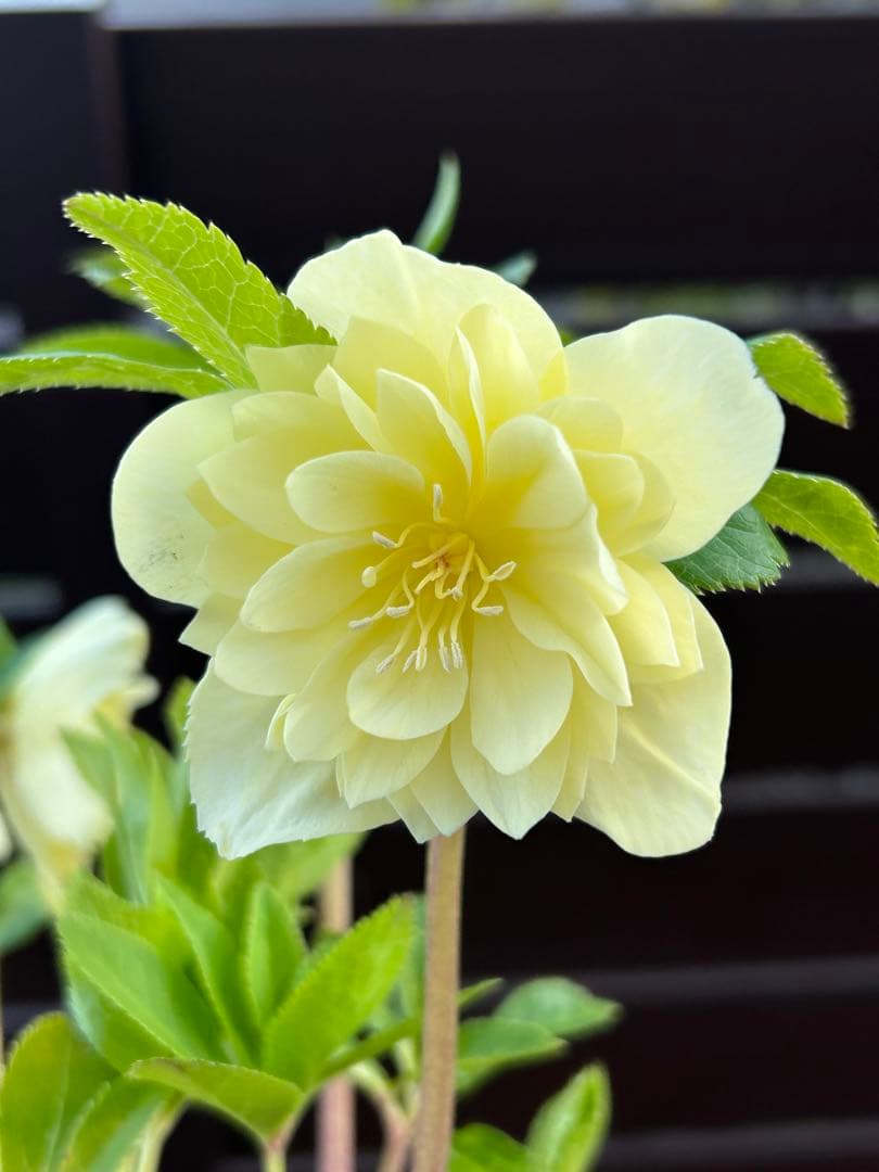 多弁系かぐや姫　加藤農園　クリスマスローズ