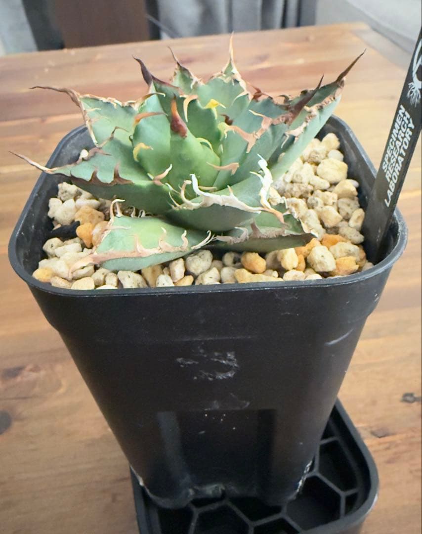 ハイブリッド　アガベ　ホリダ×エボリスピナ