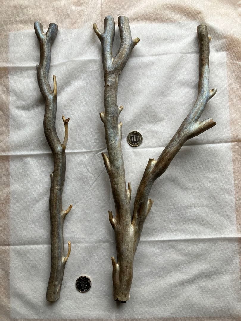 【最高級品】レインボーコーラル、深海松