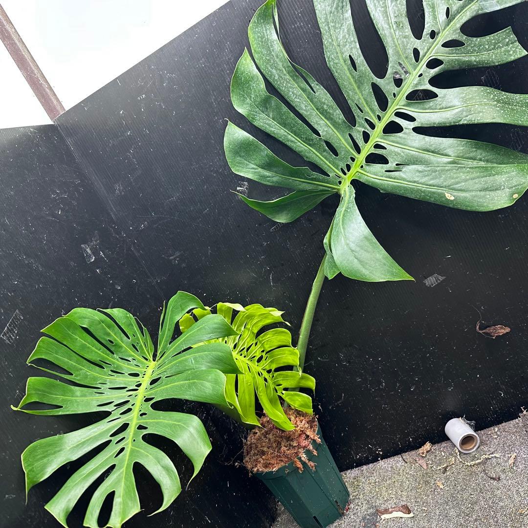 s*8様 モンステラデリシオーサマクロコズム超希少系統鉢植え86㎝