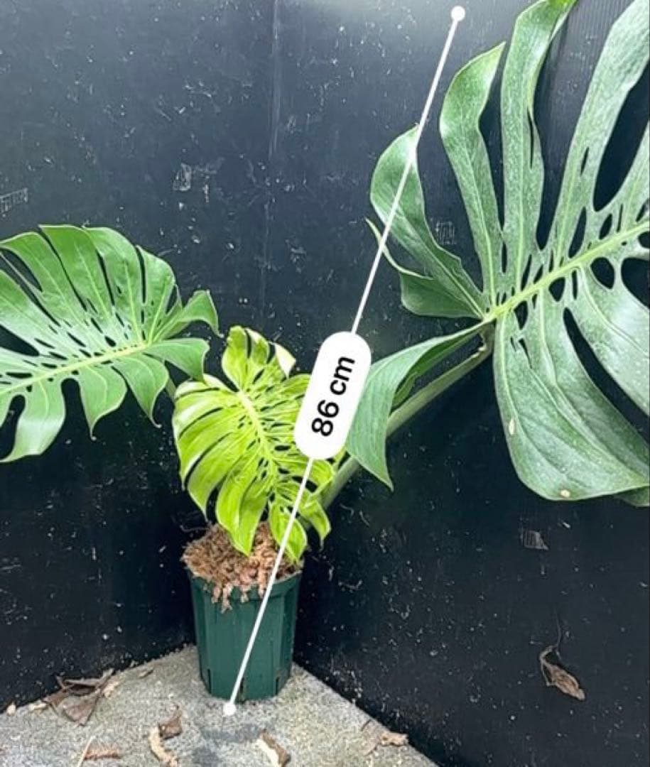s*8様 モンステラデリシオーサマクロコズム超希少系統鉢植え86㎝