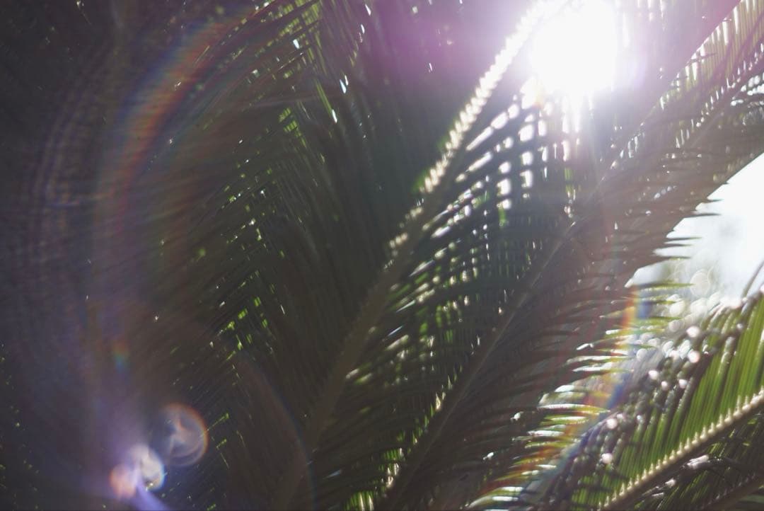 【光学美品】PENTAX Super Takumar 55mm f1.8