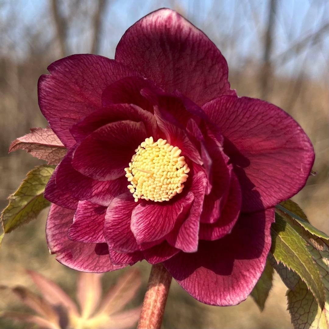 の*ん様 3319⭐️唯一無二⭐️超特殊⭐️白ブチ⭐️オーレア⭐️薄いフィルム的