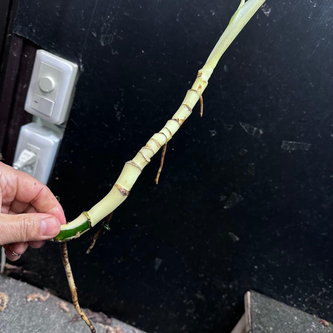 な*け様 斑入りモンステラホワイトタイガー茎7株おまとめ