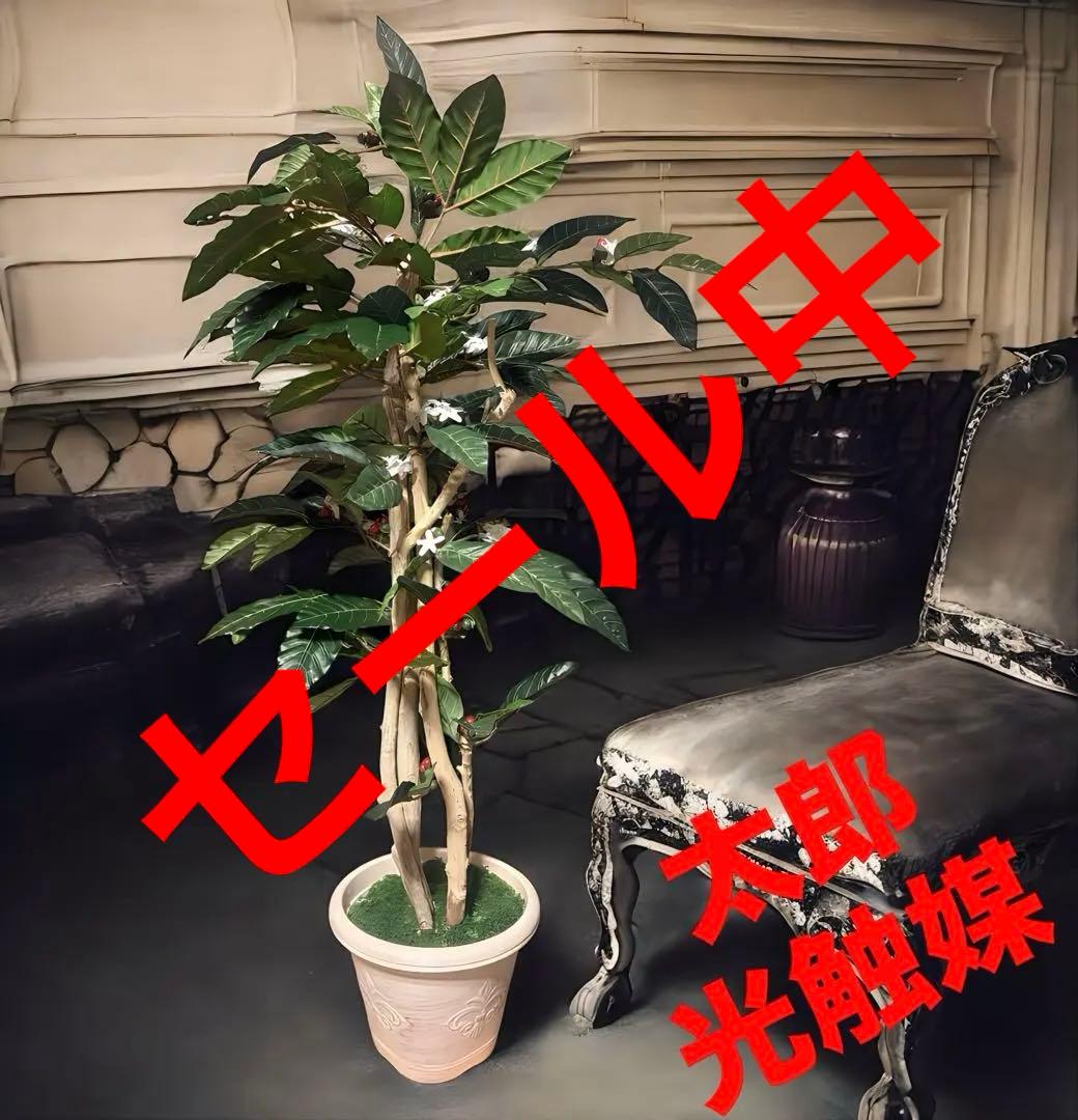 光触媒　人工観葉植物　ウォールグリーン　フェイクグリーン　コーヒーの木12162